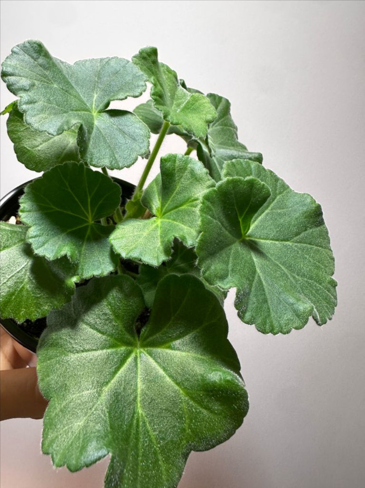 제라늄 매드펄로즈--3