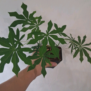 마니훗 그라하미