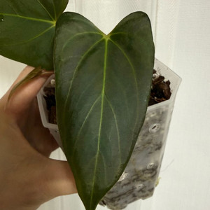 안스리움 블랙스윗