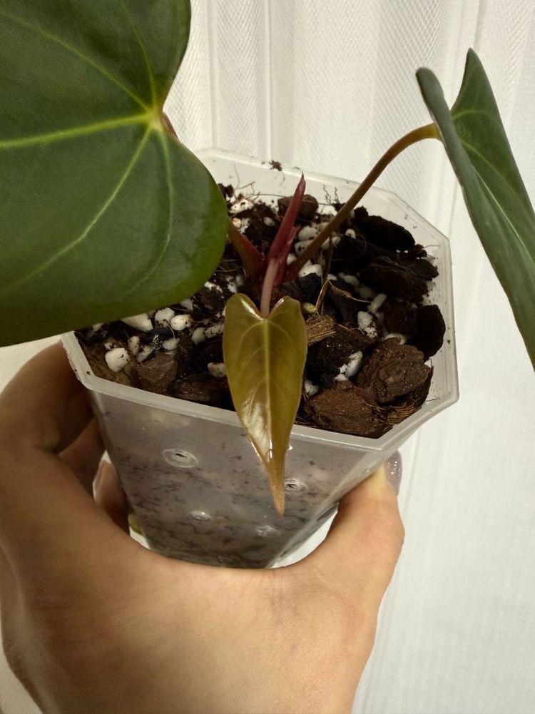 안스리움 블랙스윗--1