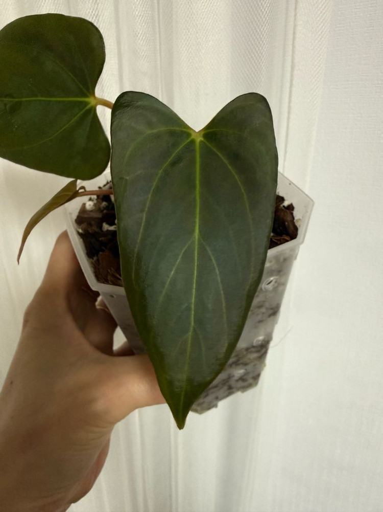 안스리움 블랙스윗--2