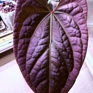 안스리움 다크리넘/럭셔리