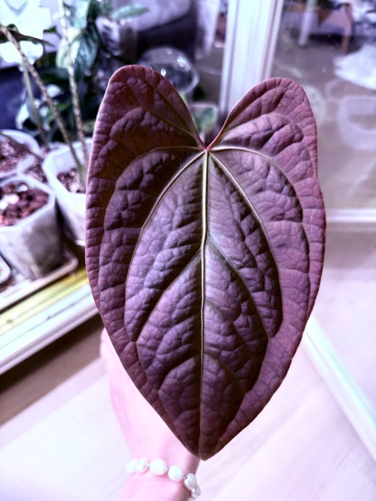 안스리움 다크리넘/럭셔리--1