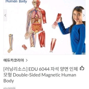 러닝리소스 자석 양면 인체 모형 LER 6044