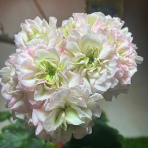 제라늄 UG그린엘프