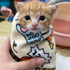 가요대제전 관계자표 당첨표 티켓 대행표 다 양도 받습니다 이미지