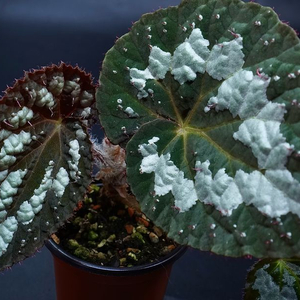 베고니아 푸제이