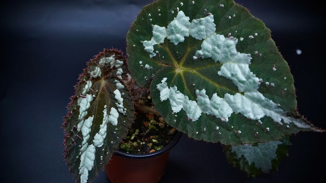 베고니아 푸제이--1