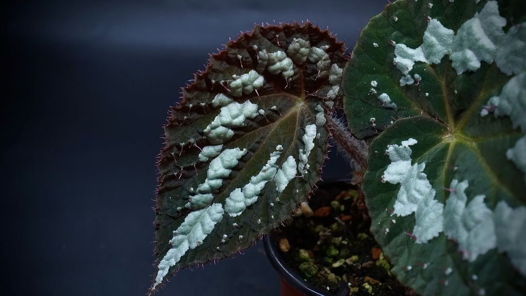 베고니아 푸제이--2