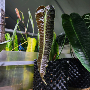 안스리움 베이치 내로우 네로우