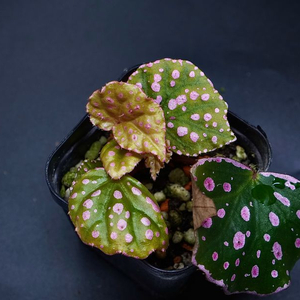 베고니아 무하라와하우