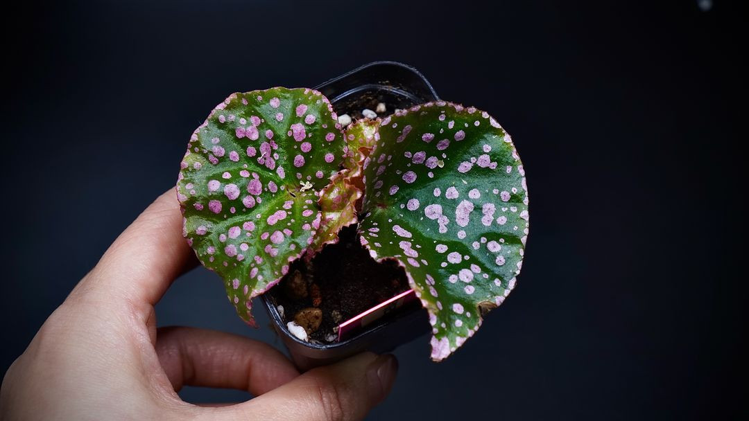 베고니아 무하라와하우--2