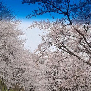 할리스바닐라 딜라이트