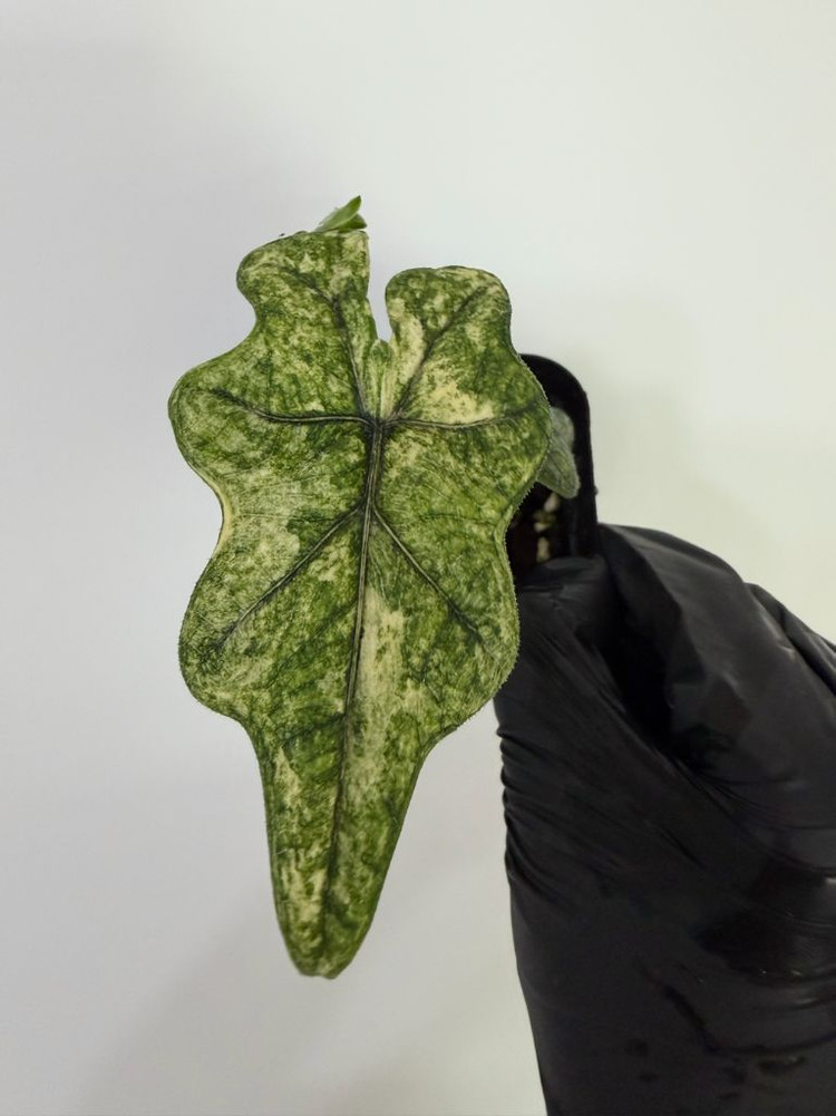 알로카시아 미스틱 바리에가타--1