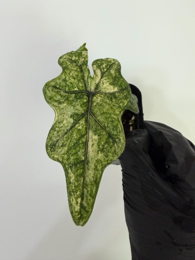 알로카시아 미스틱 바리에가타--4