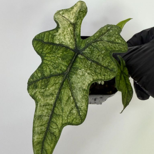 알로카시아 미스틱 바리에가타2