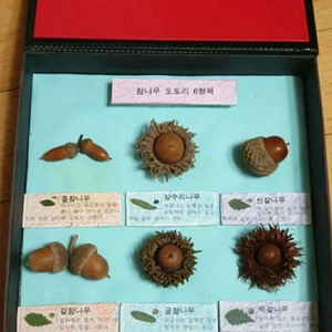 참나무 도토리 표본 6가지 (교육용) 숲체험 교구 자연체험학습 홈스쿨링 생태체험교실 졸참나무 상수리 떡갈나무