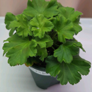 제라늄 카이로의장미