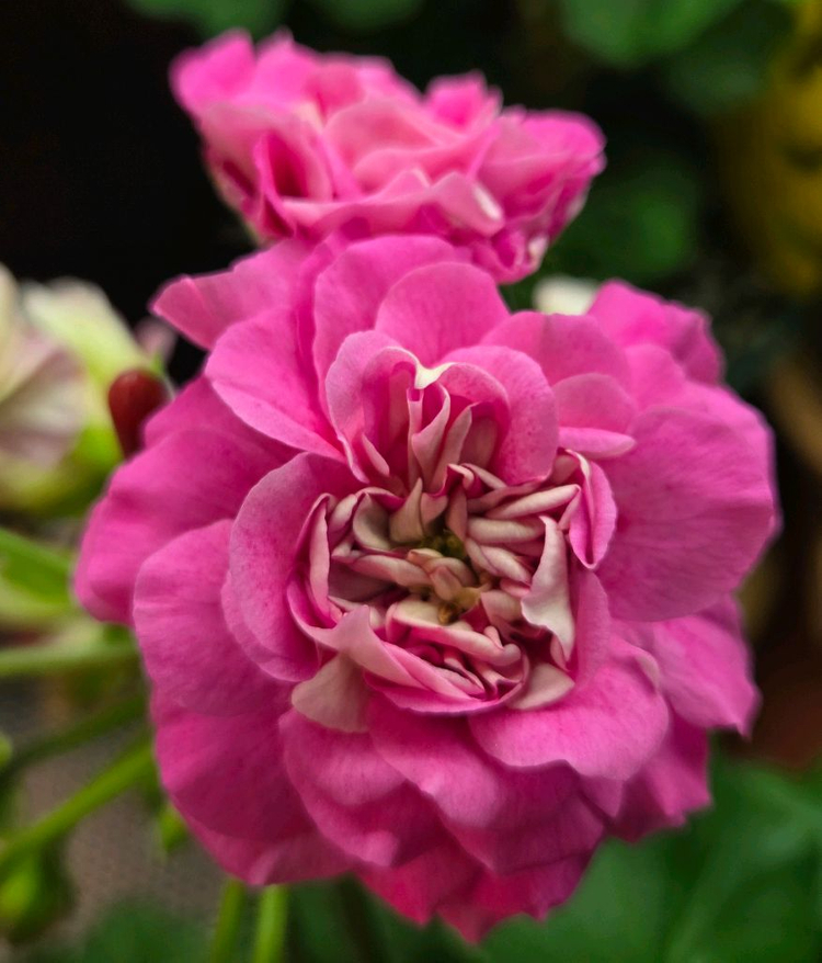 제라늄 카이로의장미--3