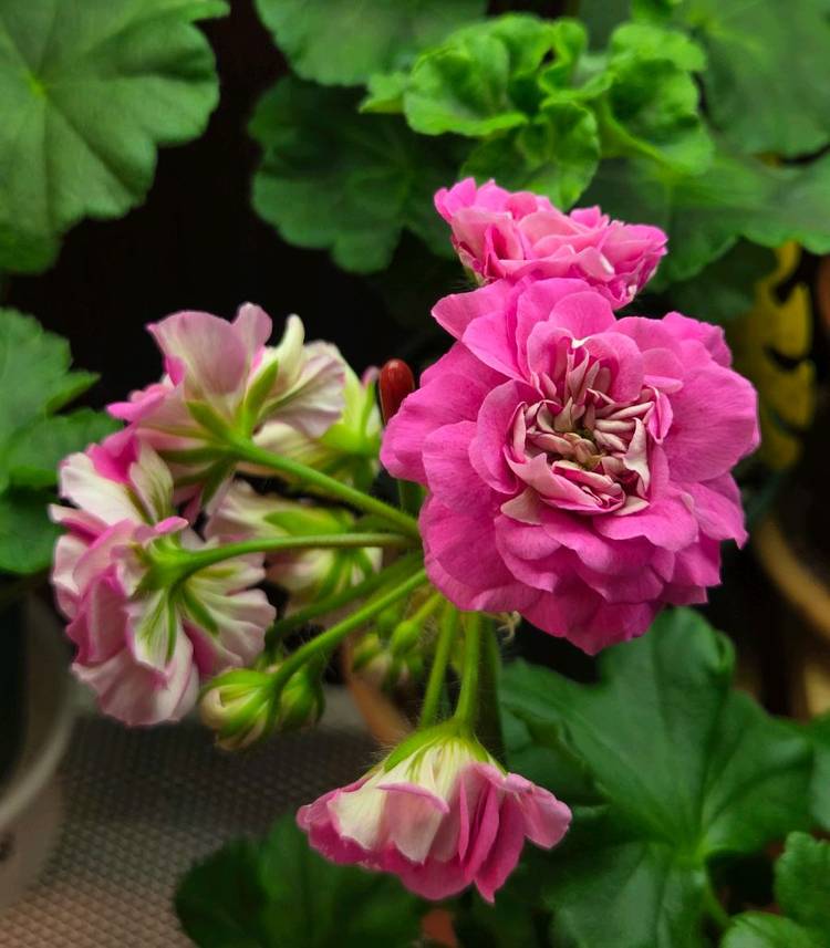 제라늄 카이로의장미--4