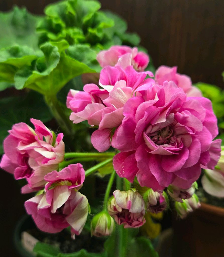 제라늄 카이로의장미--5