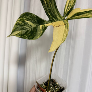 필로덴드론 플로리다뷰티 바리에가타