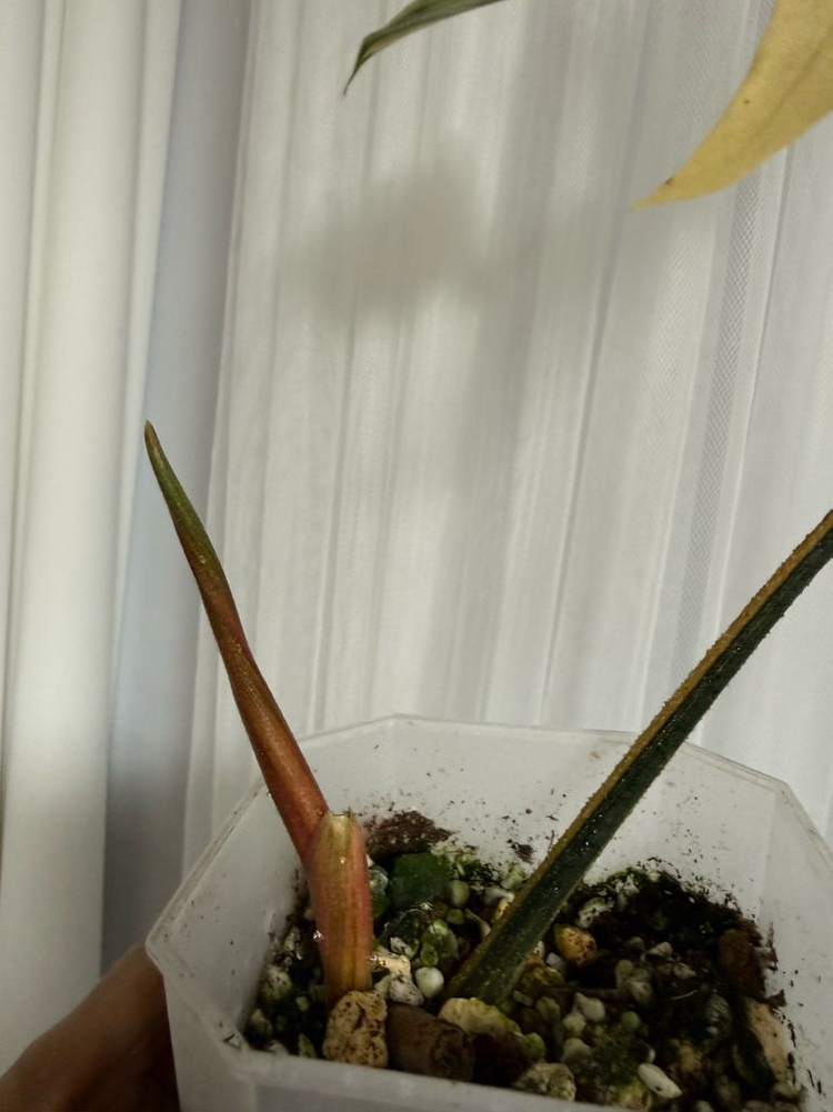 필로덴드론 플로리다뷰티 바리에가타--1