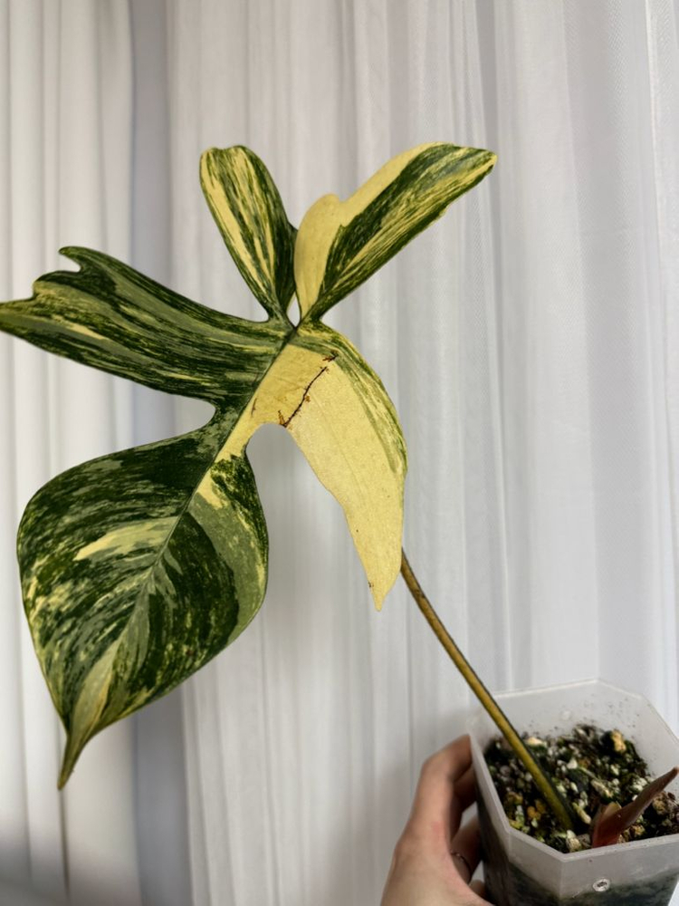 필로덴드론 플로리다뷰티 바리에가타--4