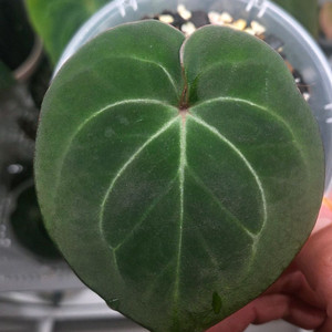 안스리움 킹오스 킹오브스페이드 라운드폼 다크폼