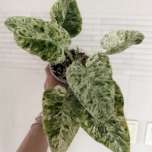 필로덴드론 기간티움바리