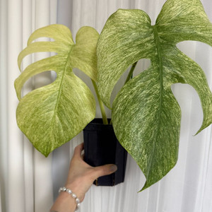 몬스테라 풀민트