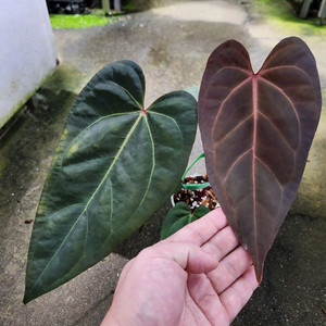 안스리움 자라미쉘 블랙스윗