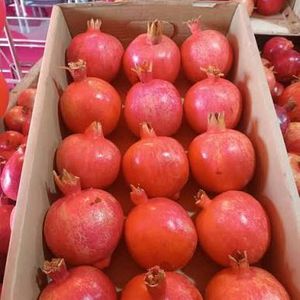 사업자를 위한 수입 석류 도매가 안내