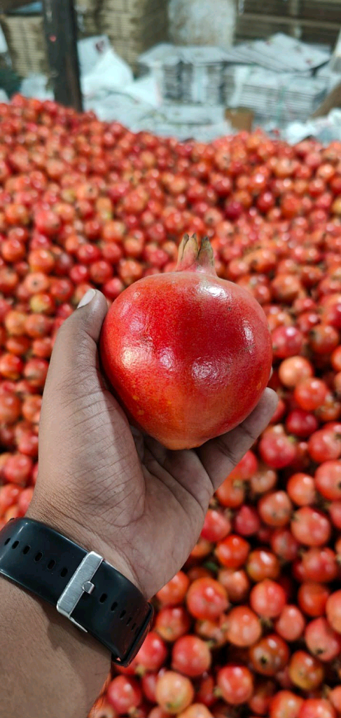 사업자를 위한 수입 석류 도매가 안내--1
