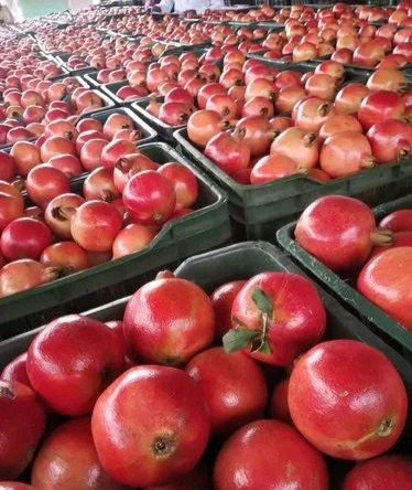 사업자를 위한 수입 석류 도매가 안내--2