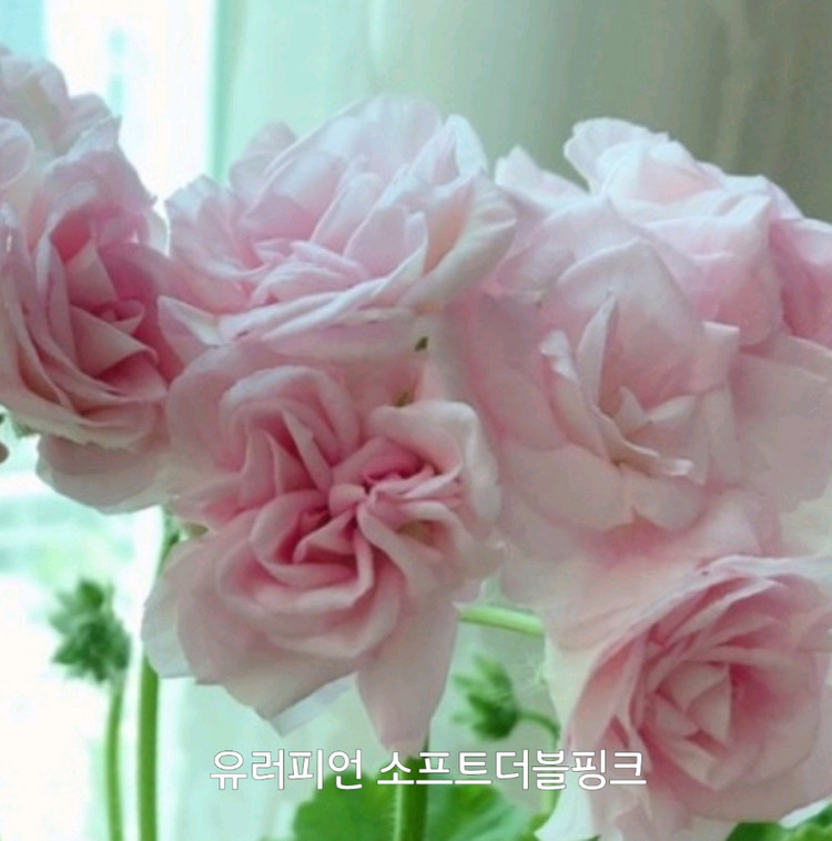 제라늄 소프트더블핑크 이미지