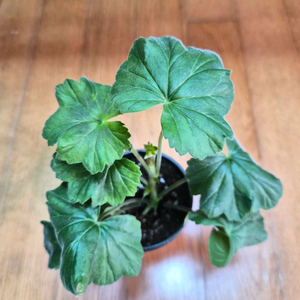 ESS다비드의 별 러시아제라늄