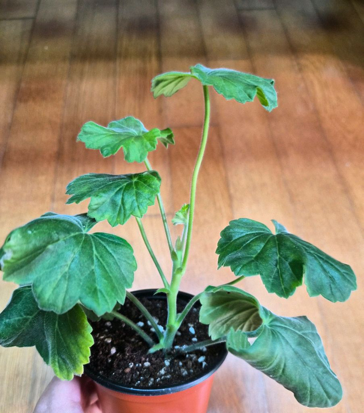 ESS다비드의 별 러시아제라늄--1