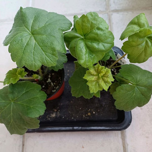 맛있는 조각과 심비둘기 제라늄세트