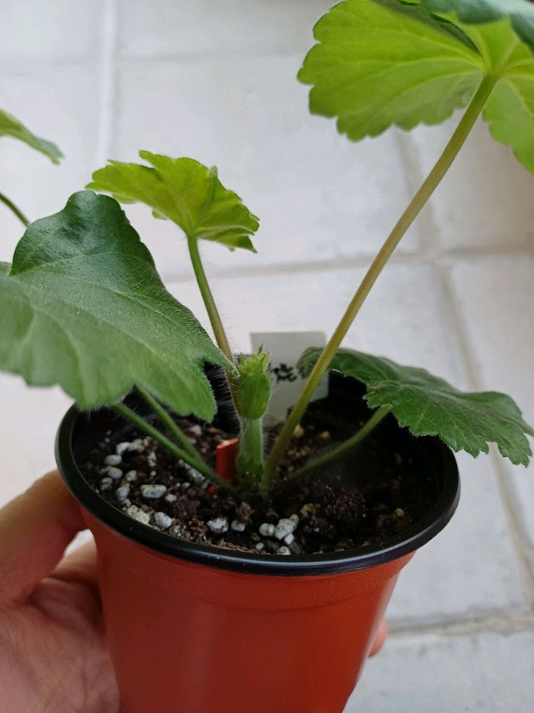 맛있는 조각과 심비둘기 제라늄세트--2