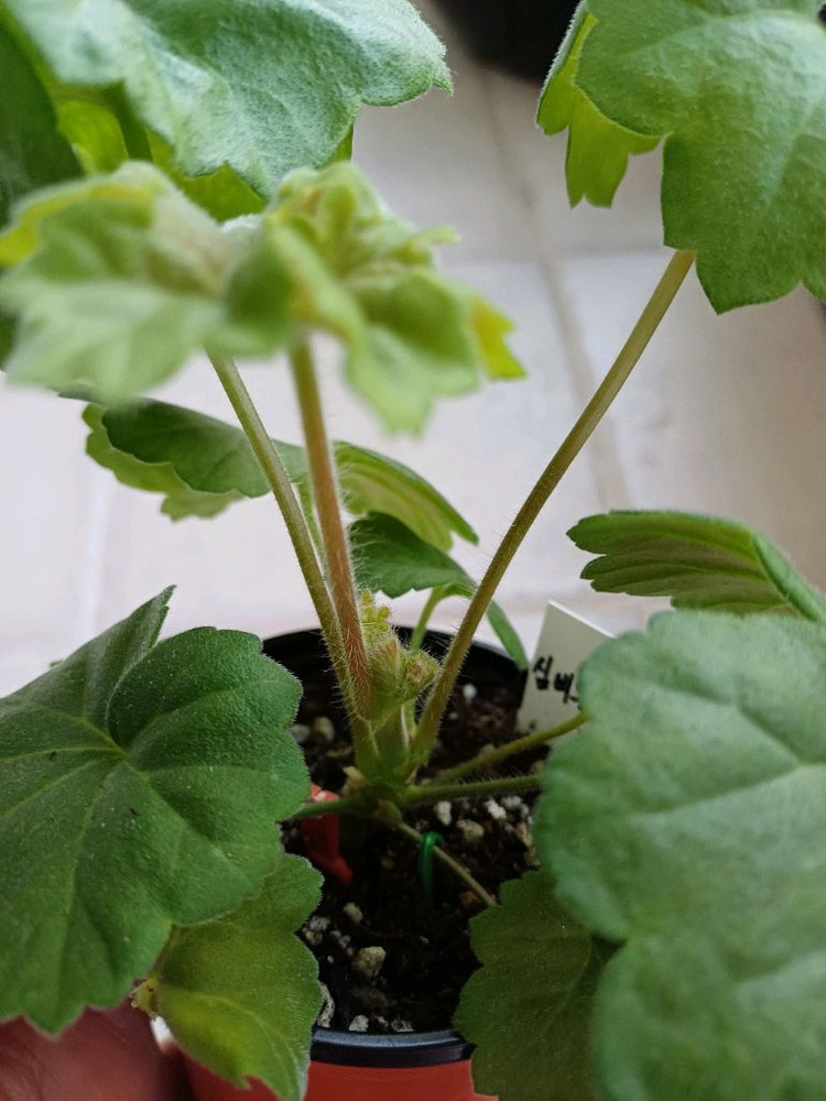 맛있는 조각과 심비둘기 제라늄세트--3