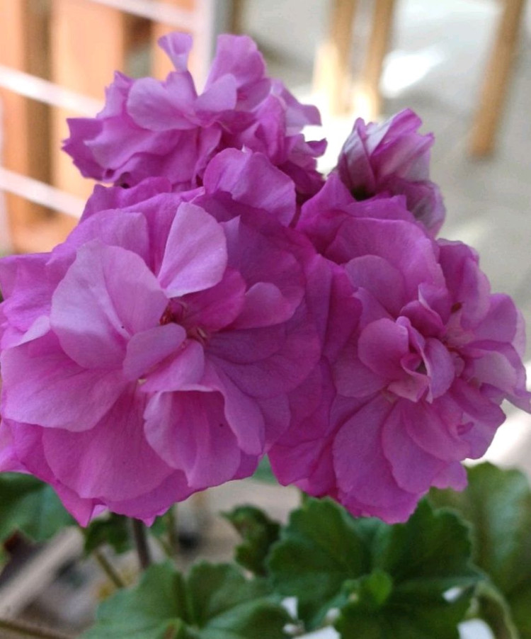 맛있는 조각과 심비둘기 제라늄세트--4