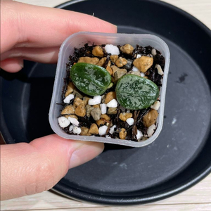 (사진추가1/10) 호야 뉴원산엔시스(1)