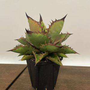 agave tintanota 아가베 티타노타 흑화염