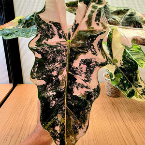 S급 알로카시아 푸세이도 산데리아나 핑크 분양