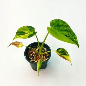 [할인] 몬스테라 델리시오사 옐로우마를린 3종류