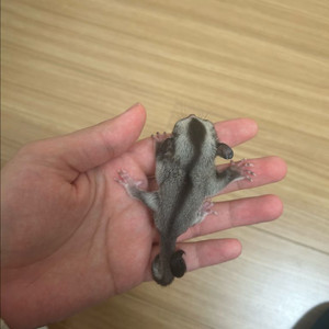 슈가글라이더 이미지