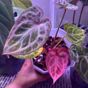 안스리움 레드크리스탈리넘 블리자드