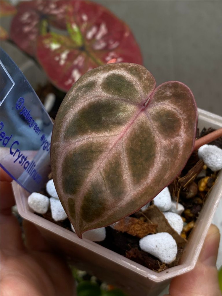 안스리움 레드크리스탈리넘 블리자드--2