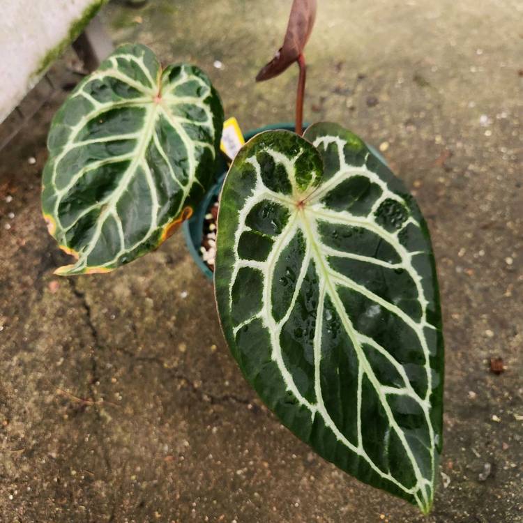 안스리움 킹오스 레크--4